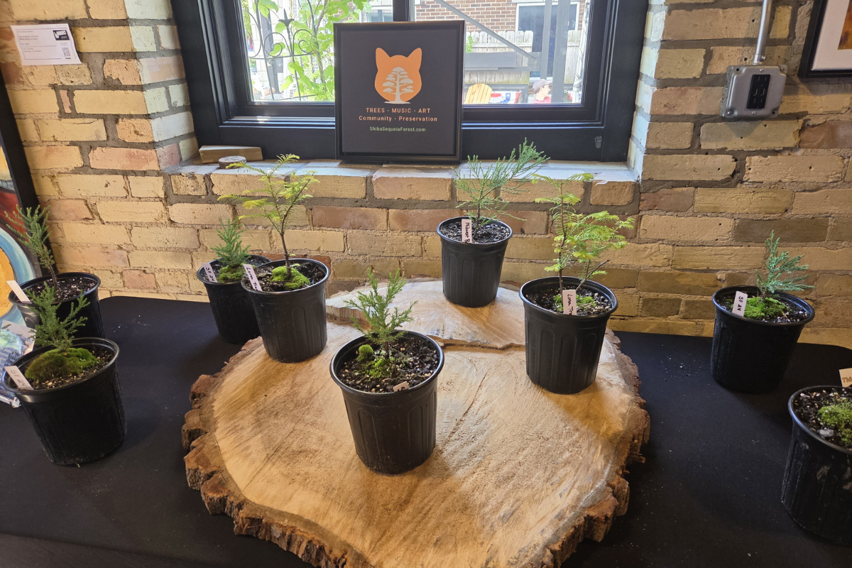 Shiba Sequoia Forest: Five Years of Community Tree Planting
